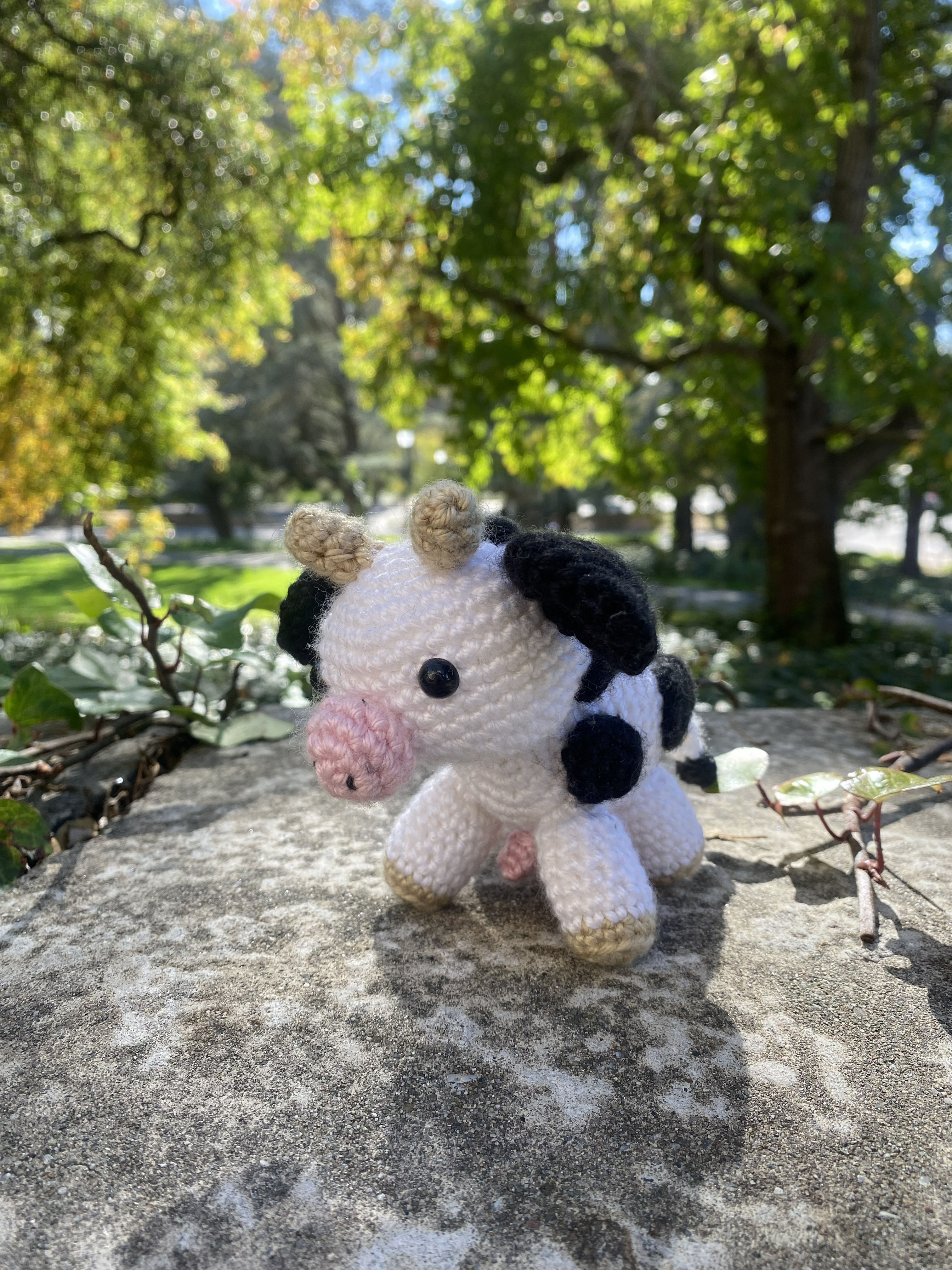 Cow