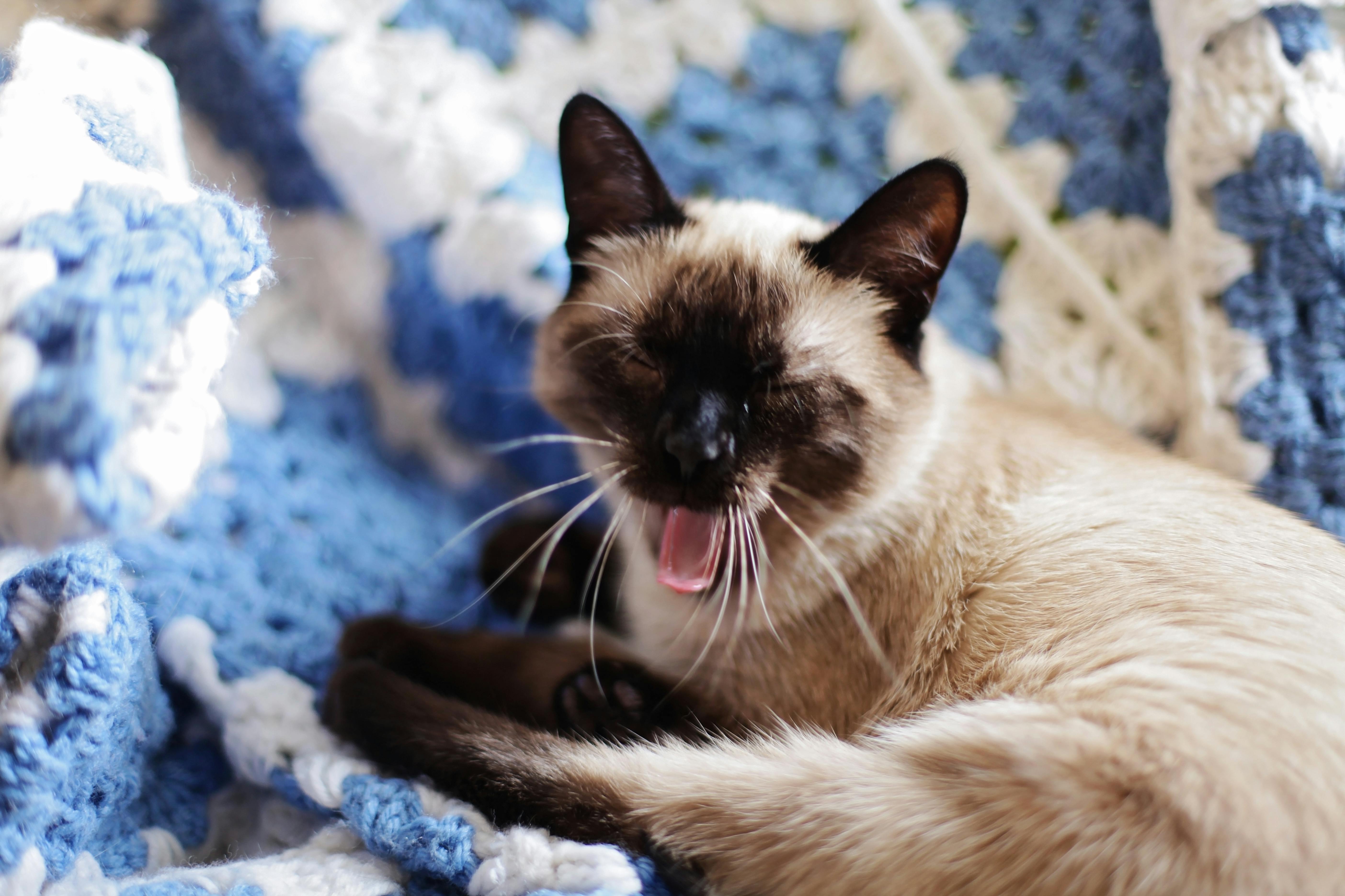 Cat on a Blanket
